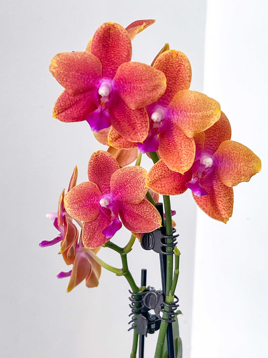 (Small) Best in Bloom Phalaenopsis